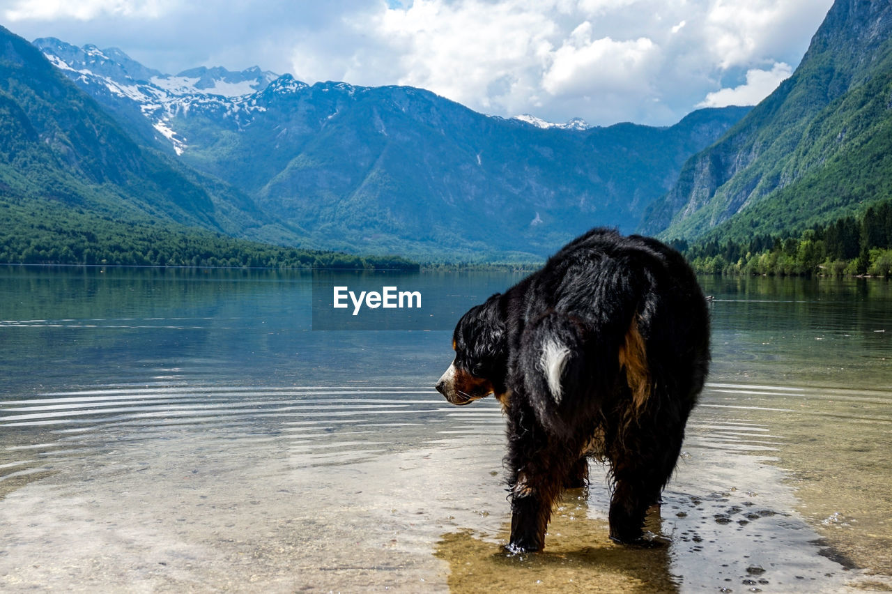 DOG STANDING IN LAKE