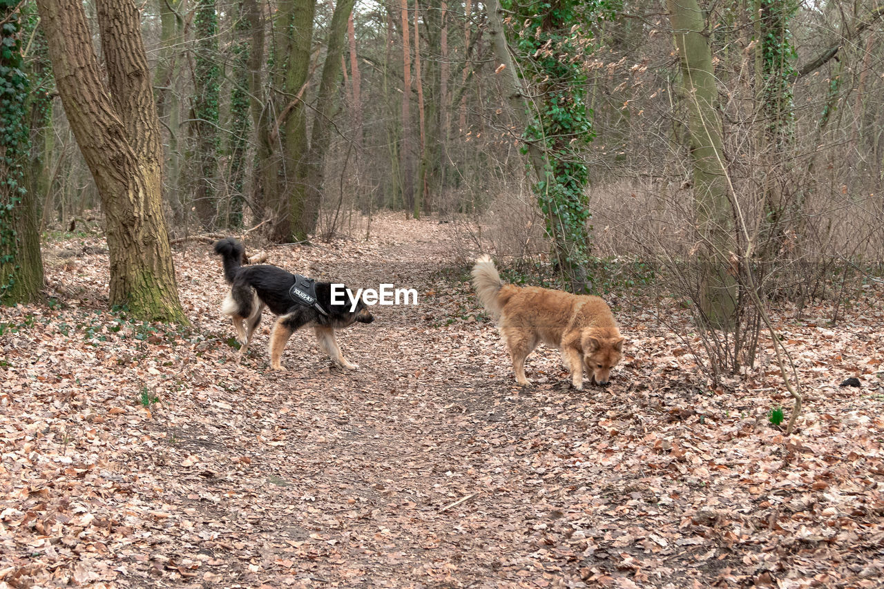 VIEW OF DOGS ON FIELD