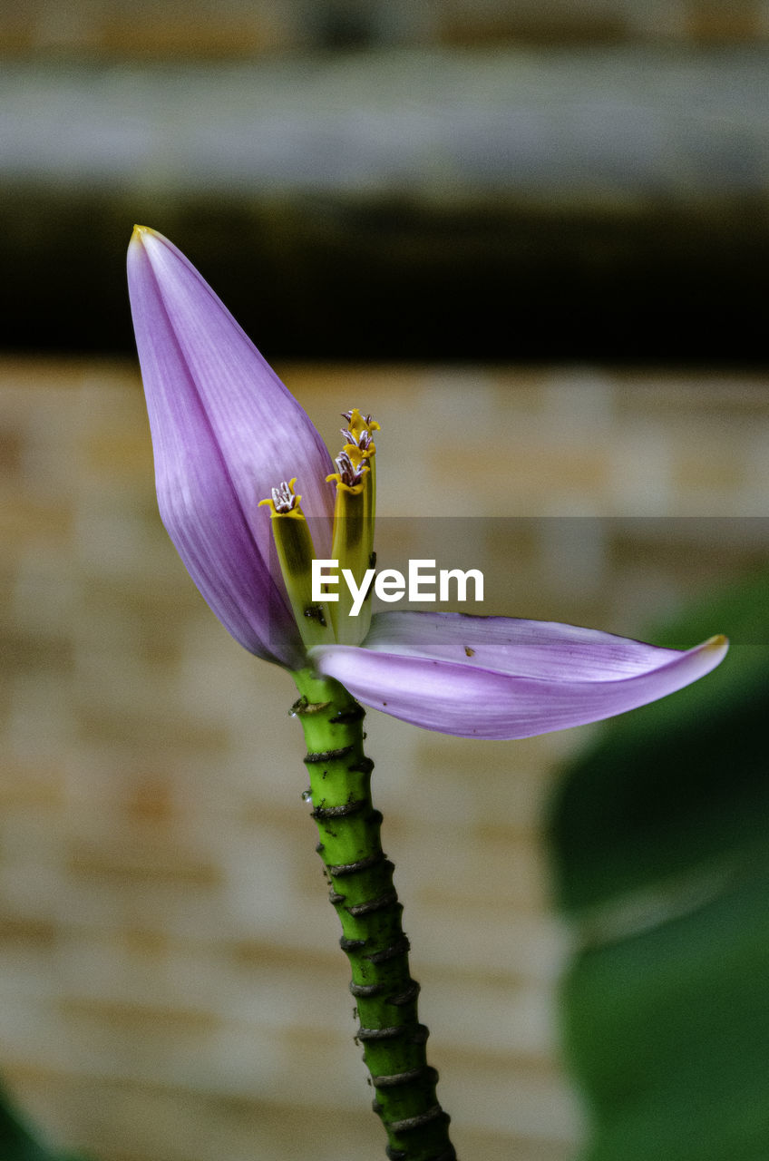 CLOSE-UP OF PURPLE FLOWER