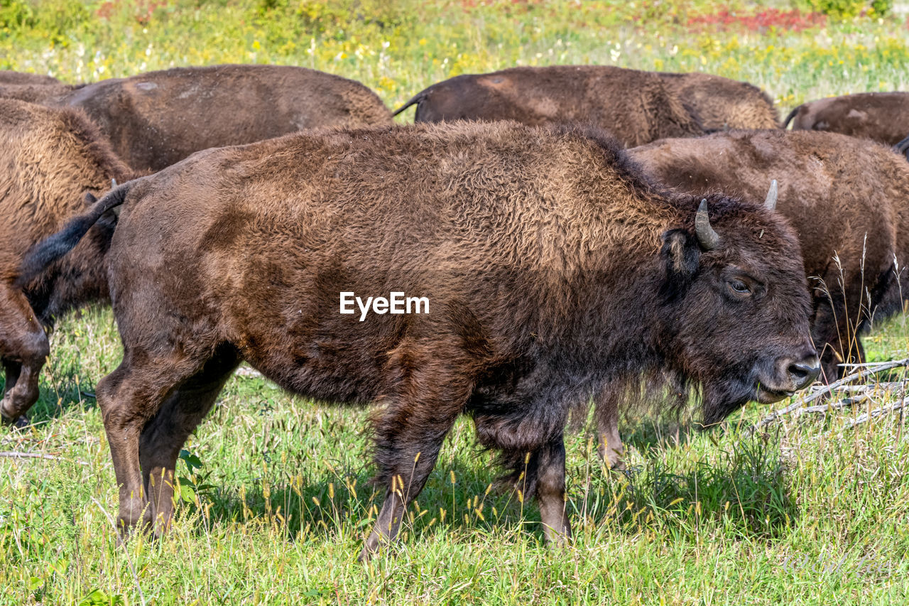 Minneopa state park bison herd