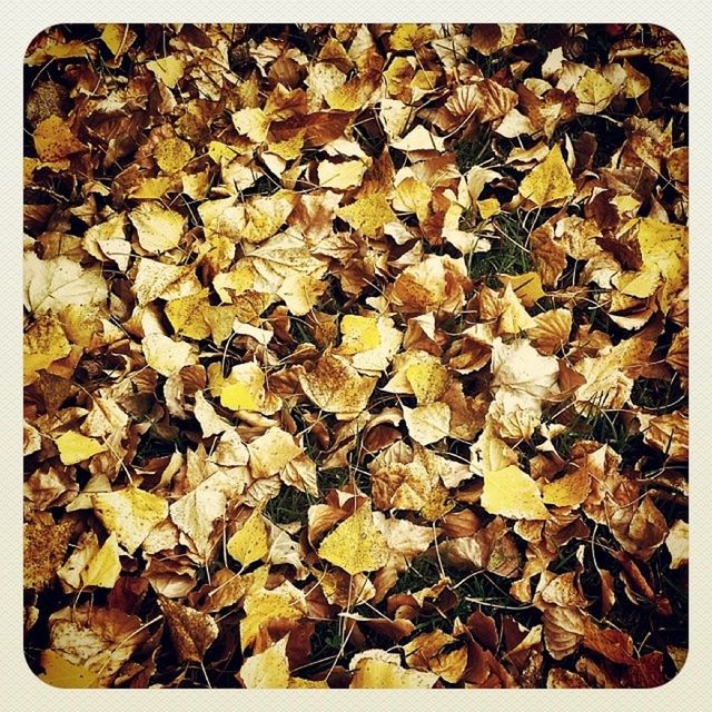 LEAVES ON GROUND