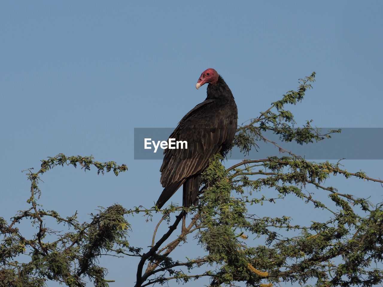 Low angle view of vulture on tree