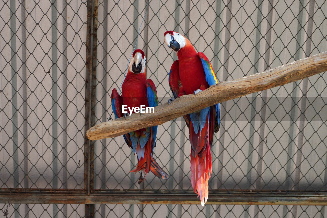 A pair of red-and-green macaws in captivity