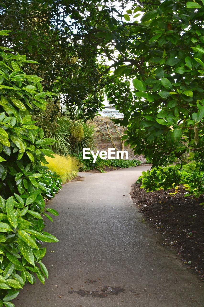 ROAD AMIDST PLANTS