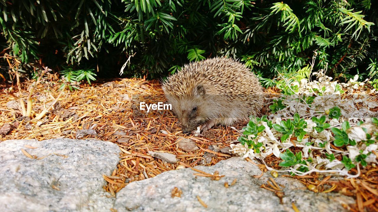 High angle view of hedgehog on field