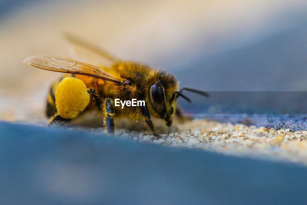 Close-up of honey bee