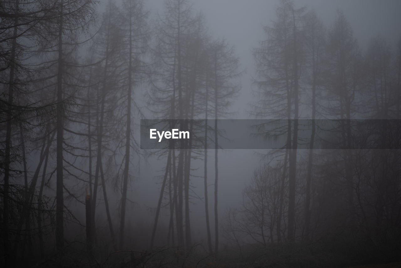 Trees in forest during foggy weather