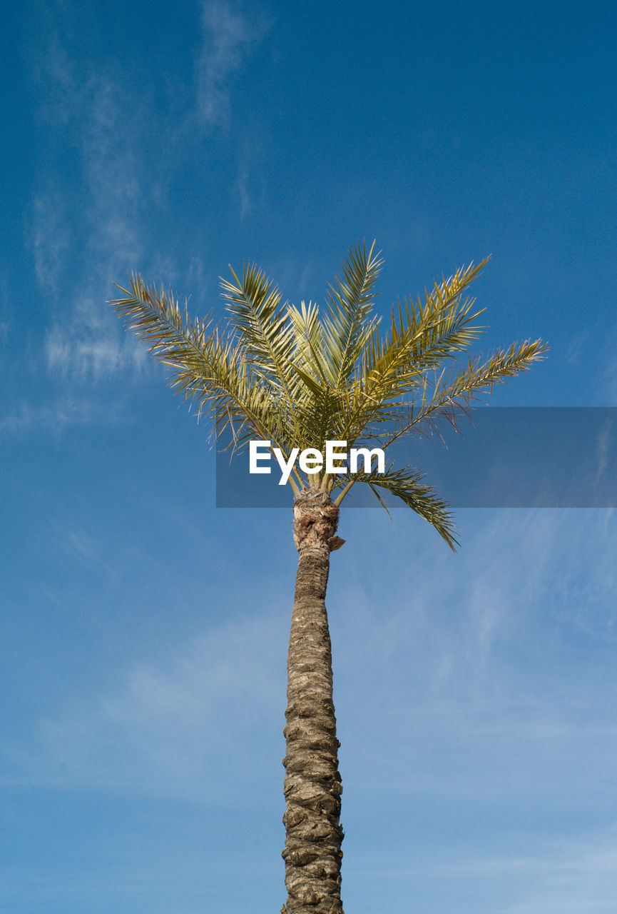 CLOSE-UP OF PALM TREE AGAINST SKY