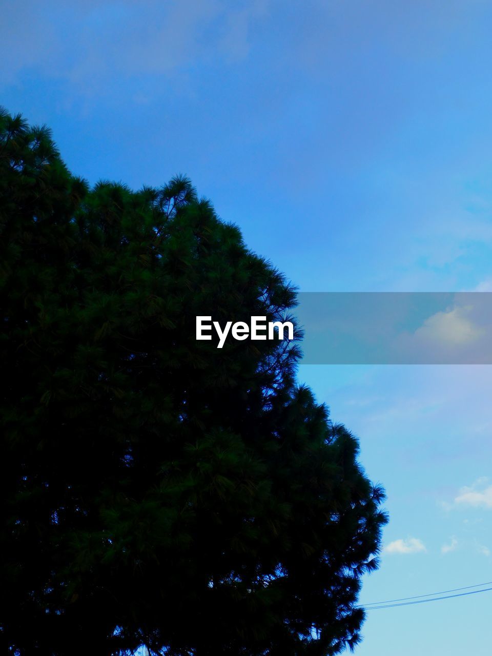 LOW ANGLE VIEW OF TREES AGAINST SKY