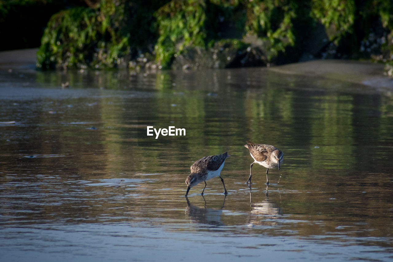 VIEW OF BIRDS IN LAKE