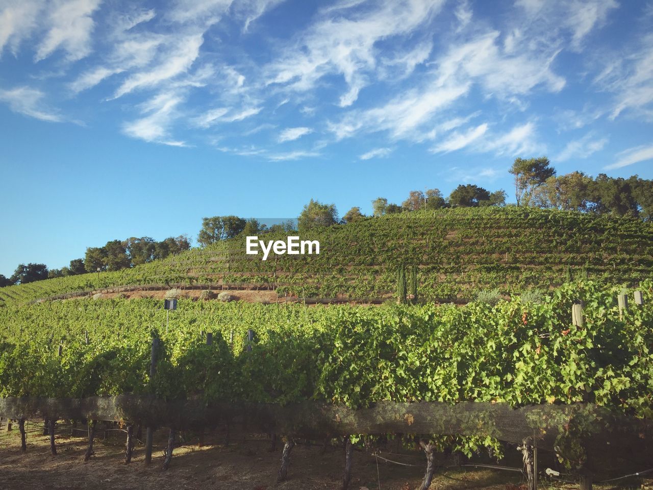 Idyllic view of vineyard against sky