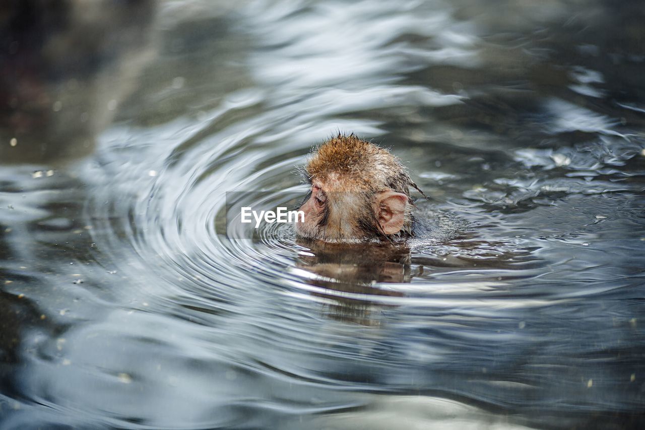 Monkey swimming in hot spring