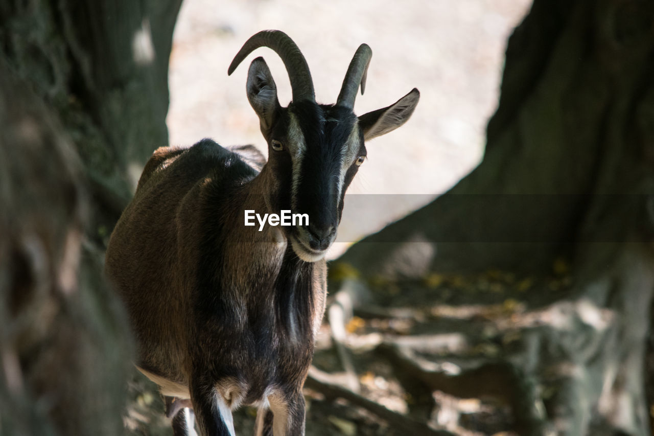 Goat standing in a field