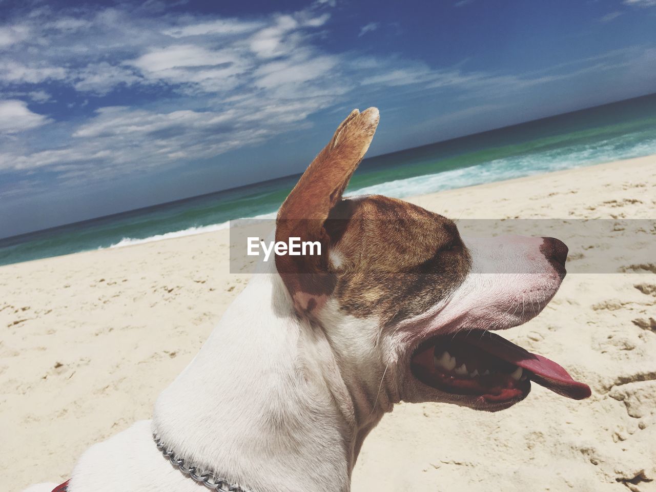 CLOSE-UP OF DOG ON SAND AT BEACH