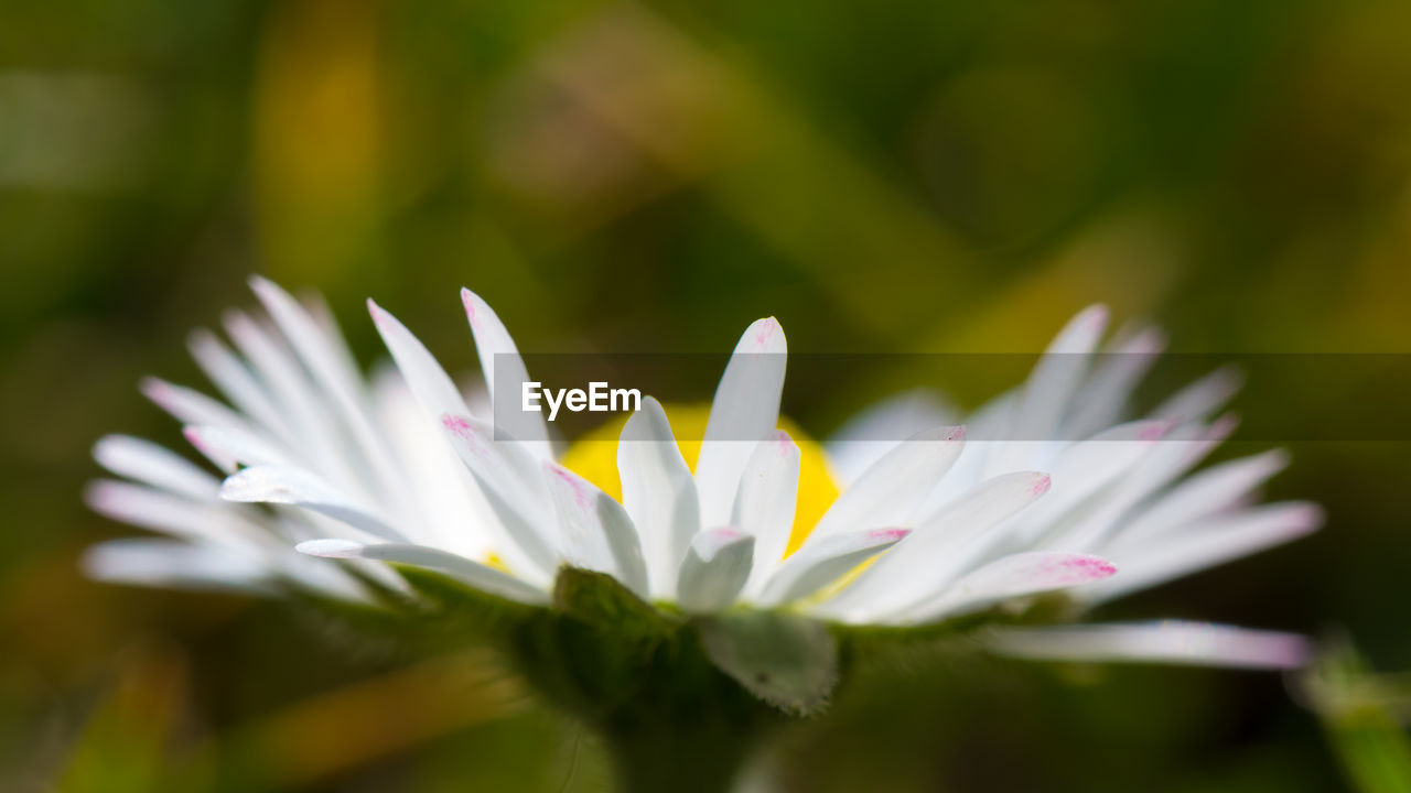 CLOSE-UP OF FLOWER BLOOMING