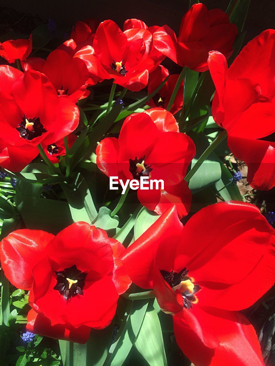 CLOSE-UP OF RED ROSE