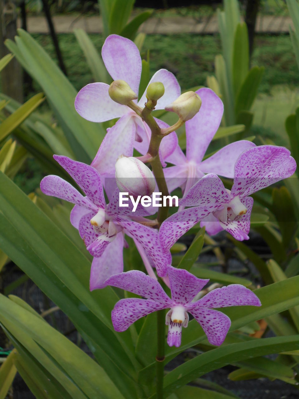 CLOSE-UP OF PURPLE FLOWERS BLOOMING