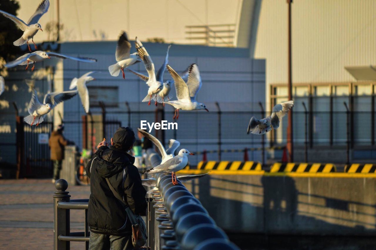 Rear view of man by seagulls flying in mid-air