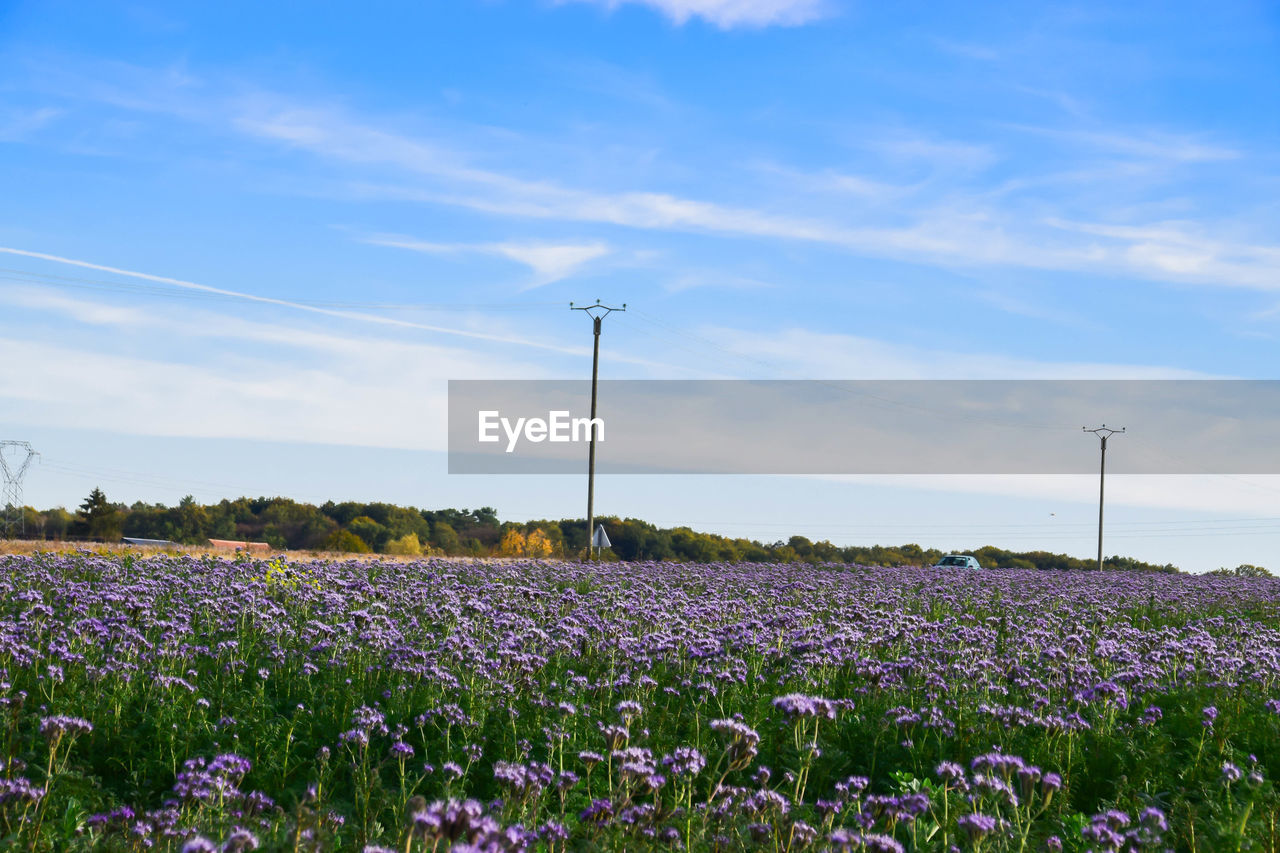 SCENIC VIEW OF FLOWERING PLANTS ON LAND AGAINST SKY