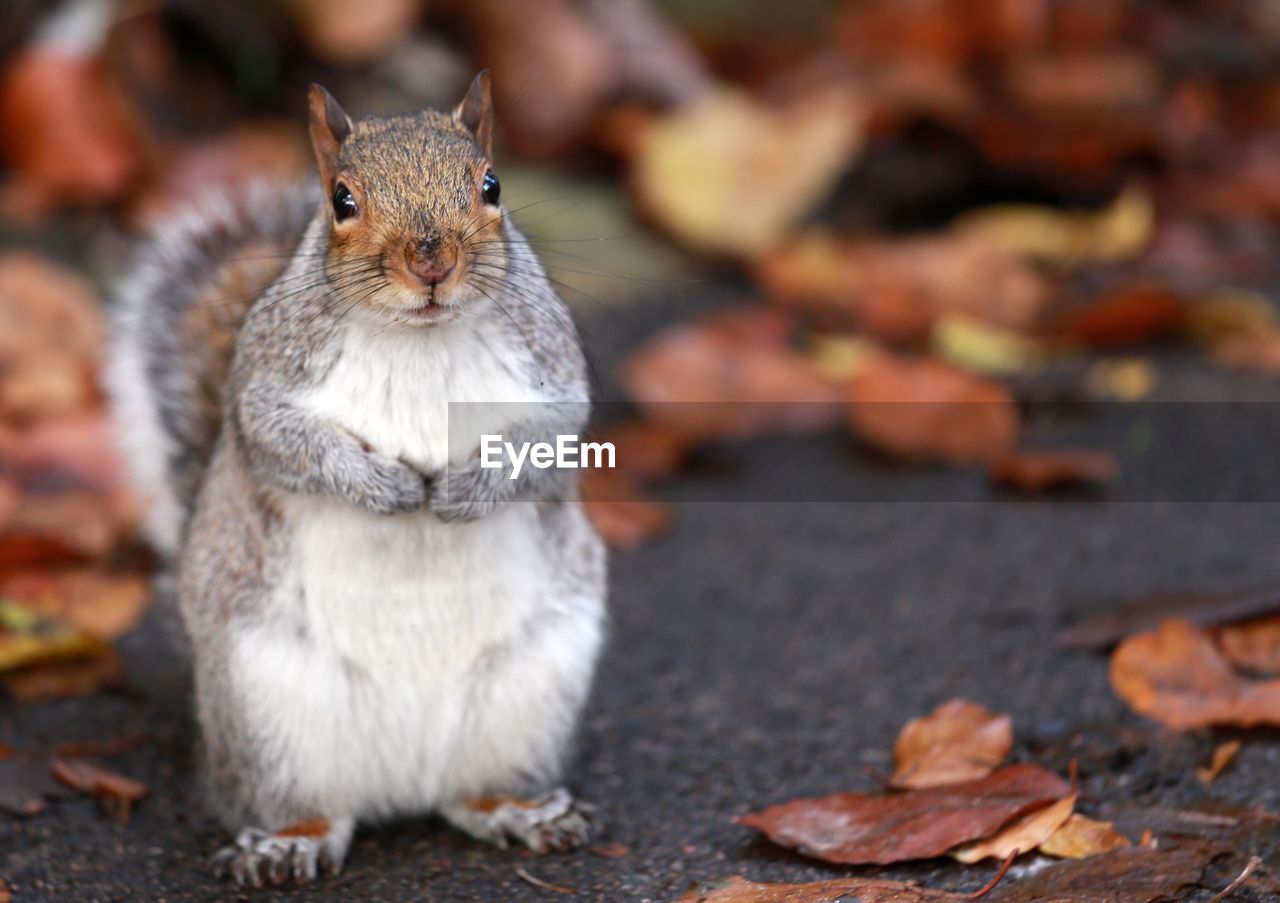 Close-up of squirrel