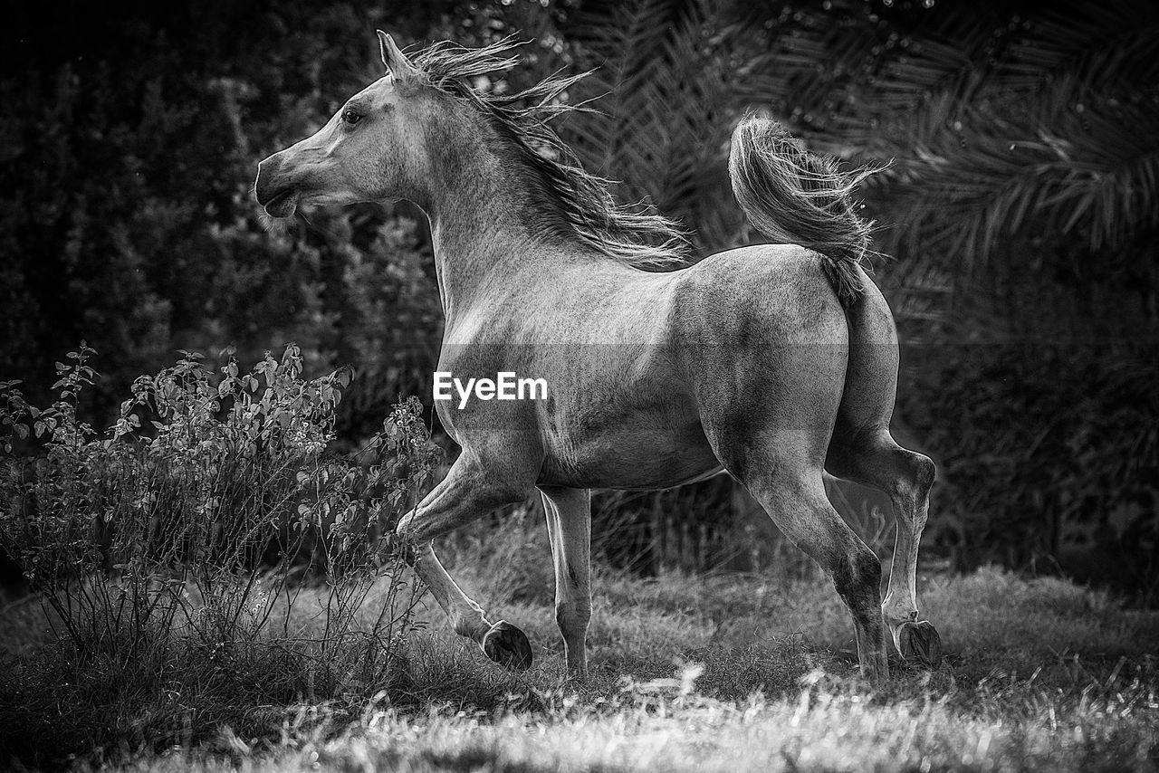 View of a horse on field