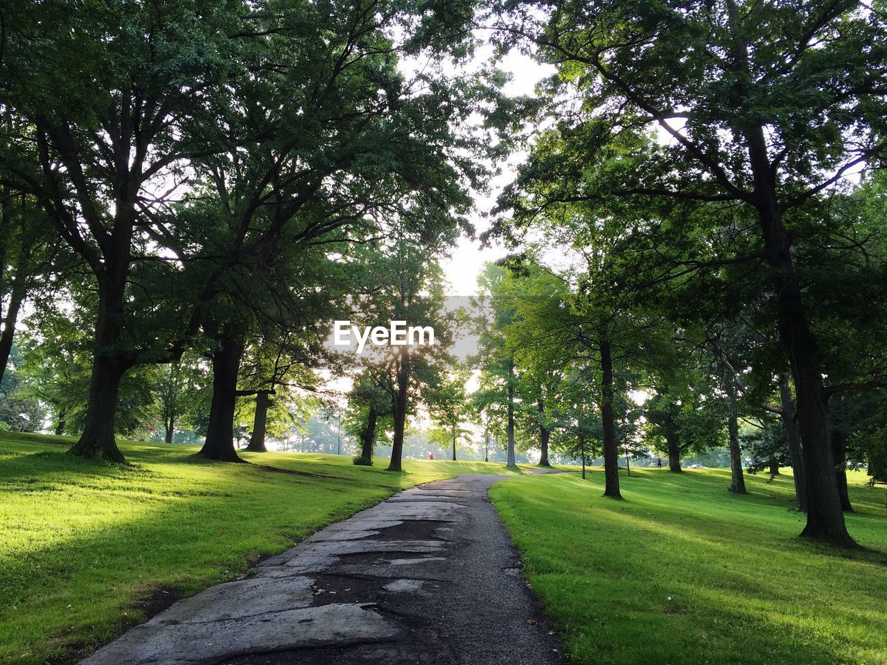 PATHWAY LEADING TO TREES