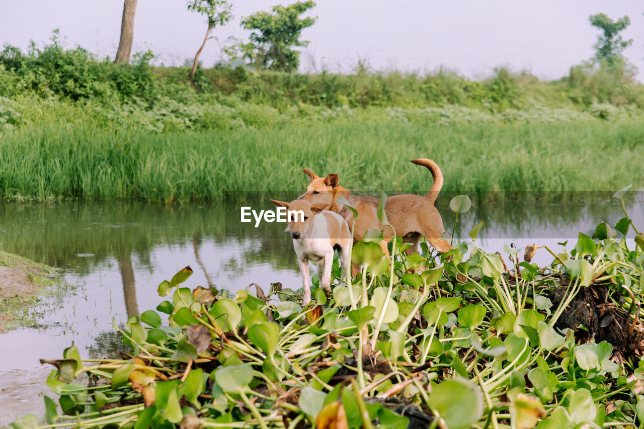 animal, animal themes, mammal, water, plant, nature, dog, lake, rural area, domestic animals, animal wildlife, wildlife, grass, flower, no people, pet, one animal, natural environment, day, outdoors, canine, tree, environment, meadow, pasture, beauty in nature, agriculture, landscape, standing, green