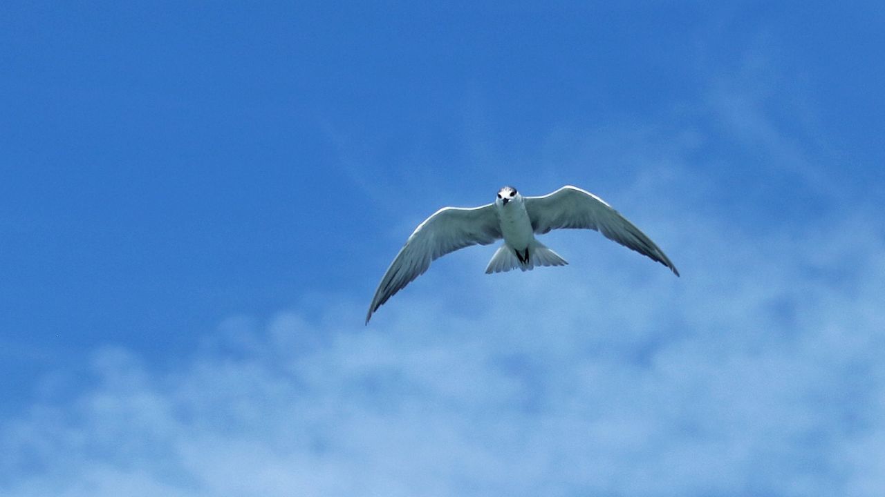 LOW ANGLE VIEW OF SEAGULLS FLYING AGAINST SKY