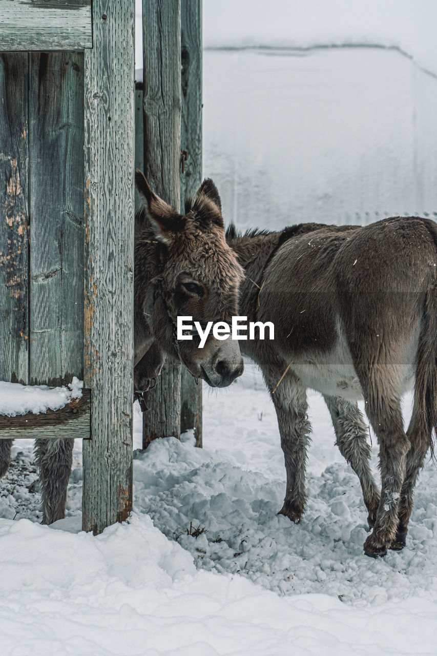 Donkeys standing on snow covered field