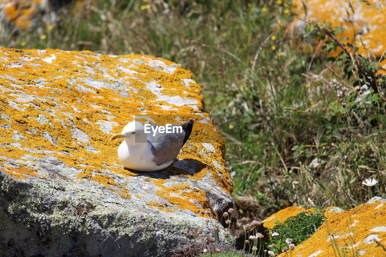 CLOSE-UP OF A BIRD PERCHING ON ROCK