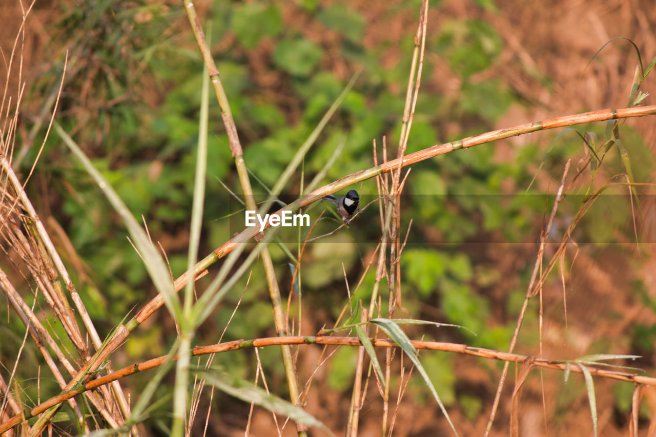 CLOSE-UP OF A BIRD PERCHING ON A GRASS