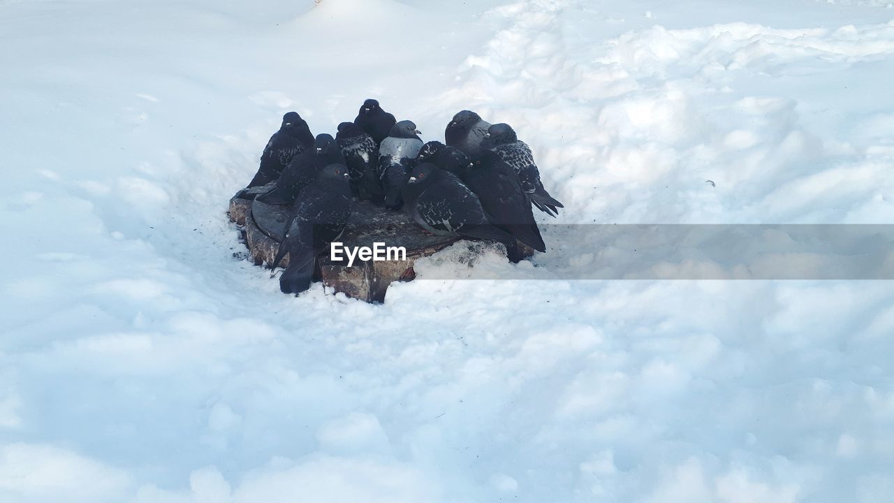 Close-up of an animal on snow covered land