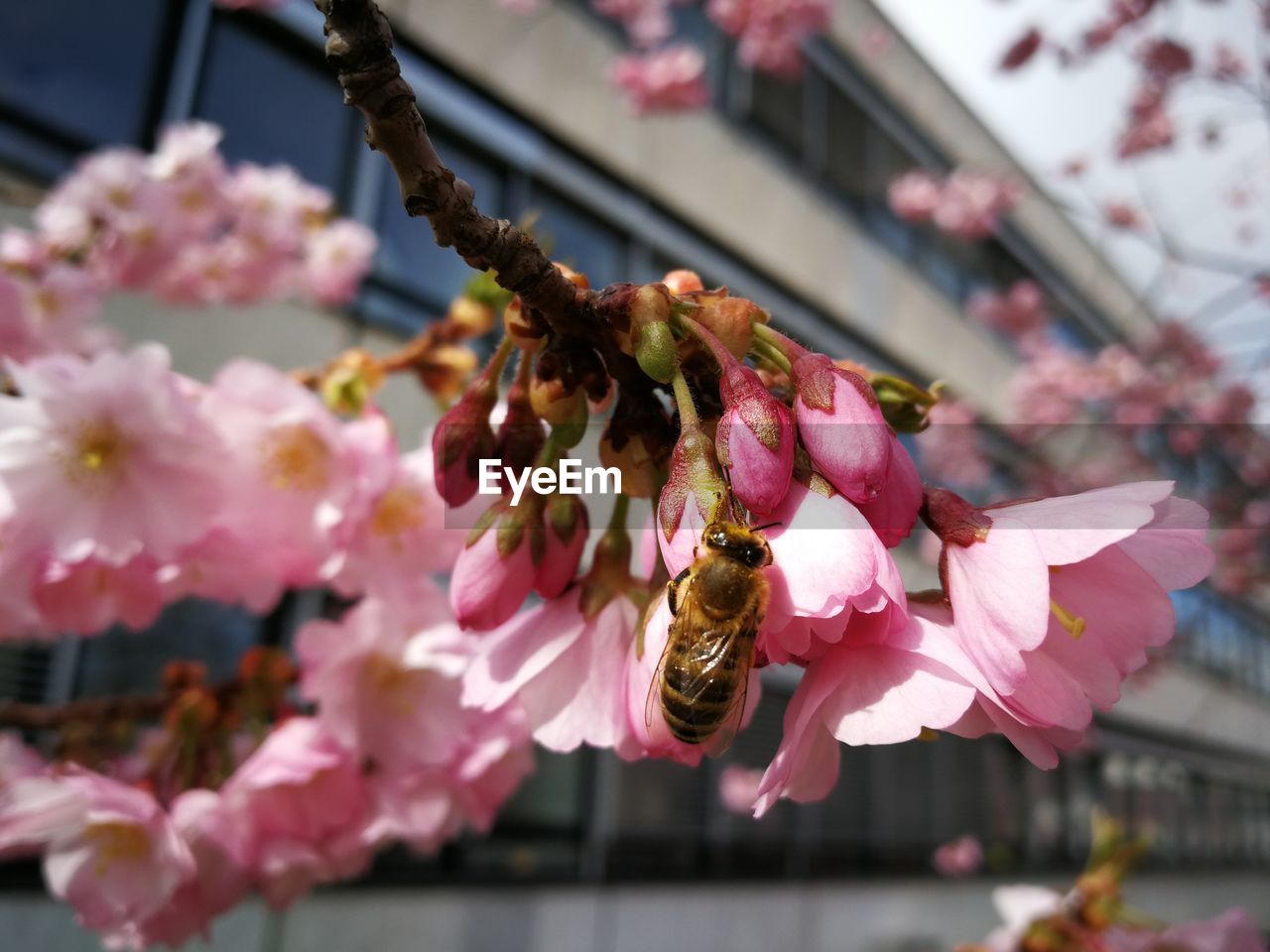 CLOSE-UP OF PINK INSECT ON CHERRY BLOSSOM