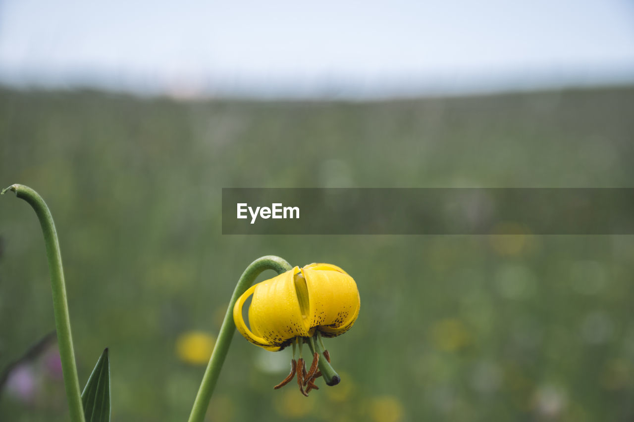 Close-up of yellow flower on field