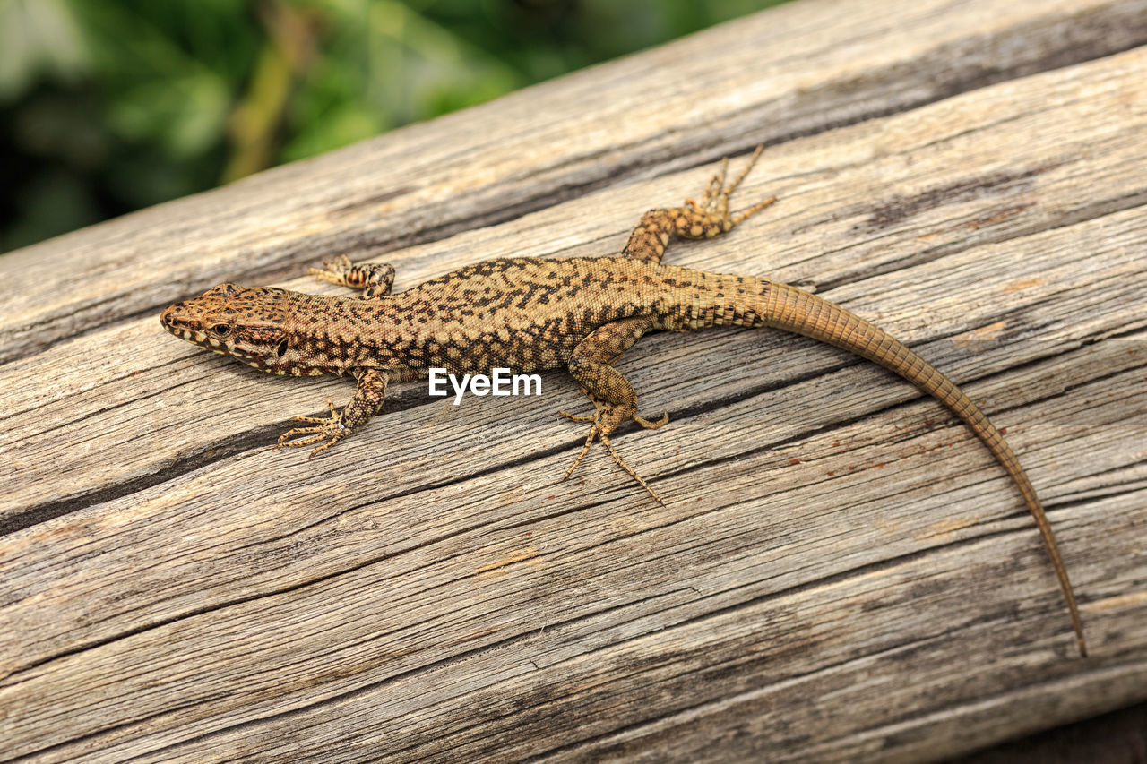 High angle view of lizard on wooden table