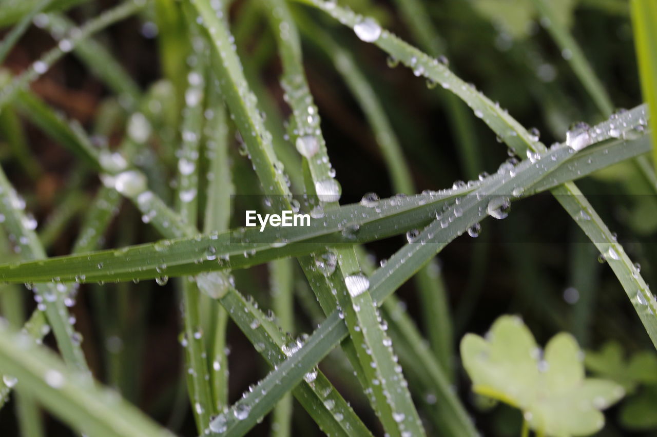 Close-up of wet plant leaves during rainy season