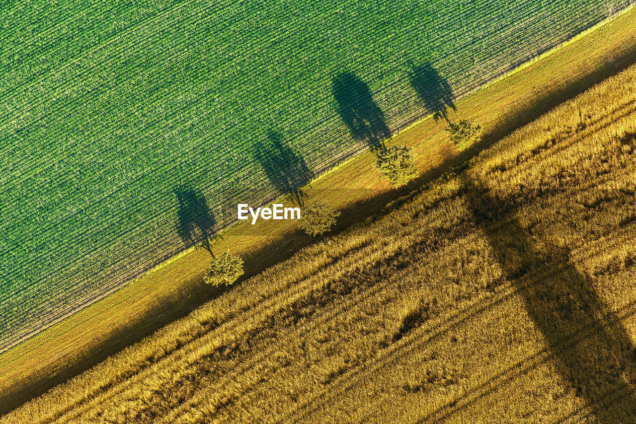 High angle view of corn field