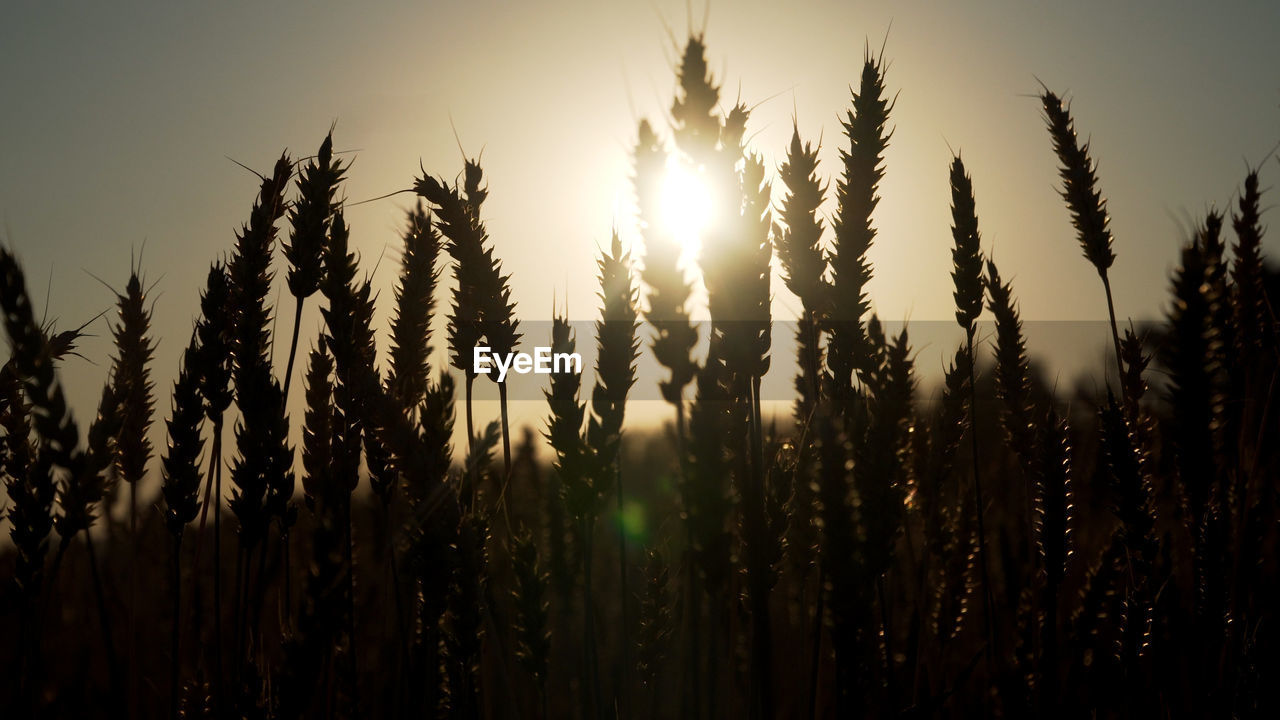 Ears of golden wheat. golden ripe ears of wheat in field. wheat in warm sunlight
