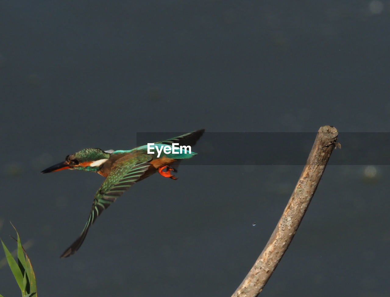 BIRD FLYING OVER A WATER