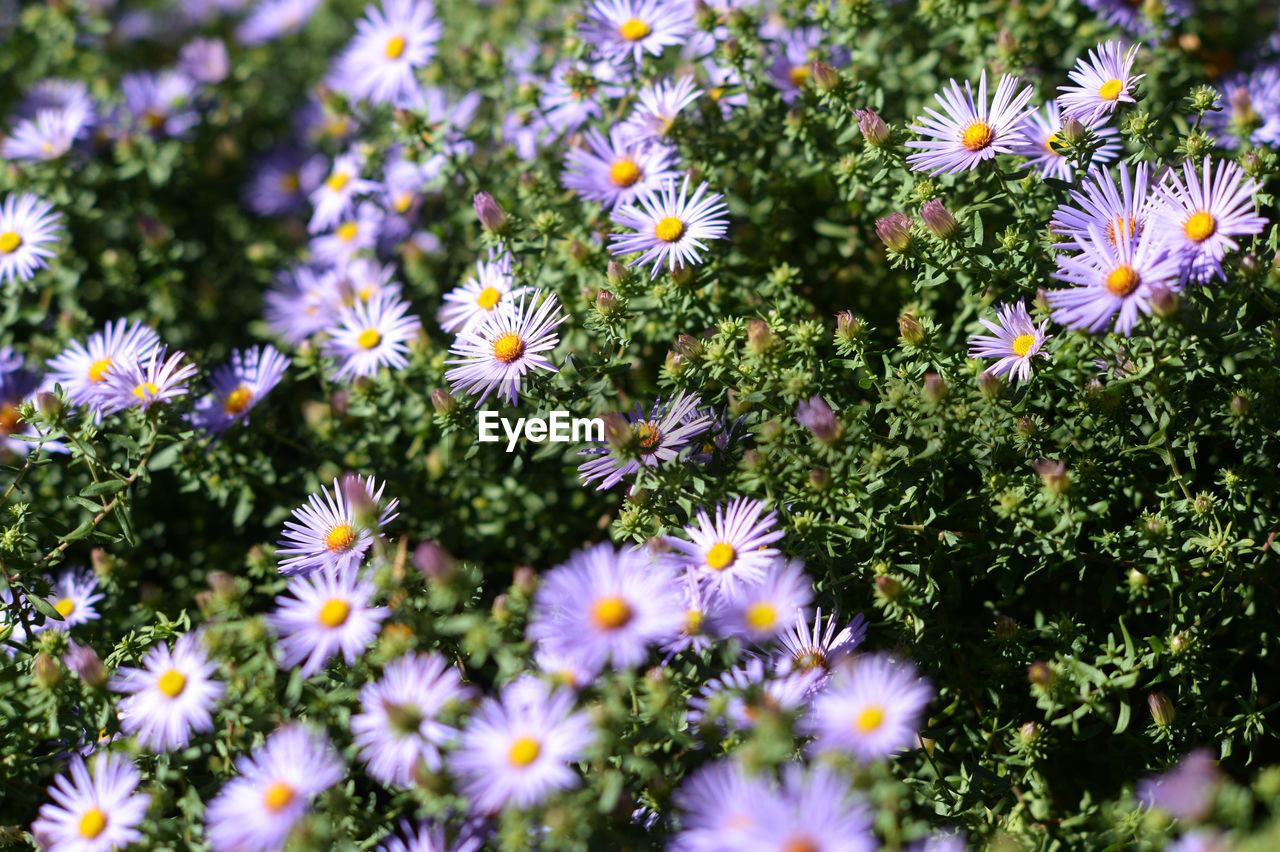 High angle view of purple flowers blooming in garden