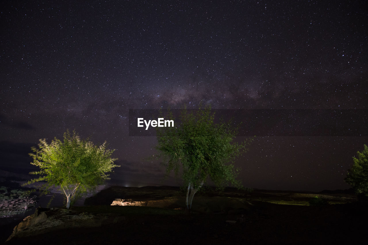 Trees against star field