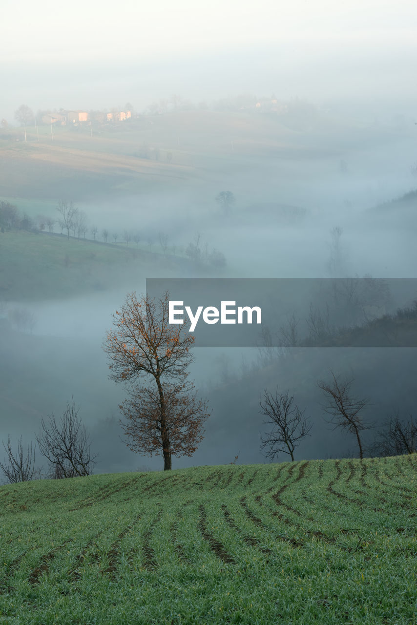 Scenic view of trees on field against sky and sea of clouds