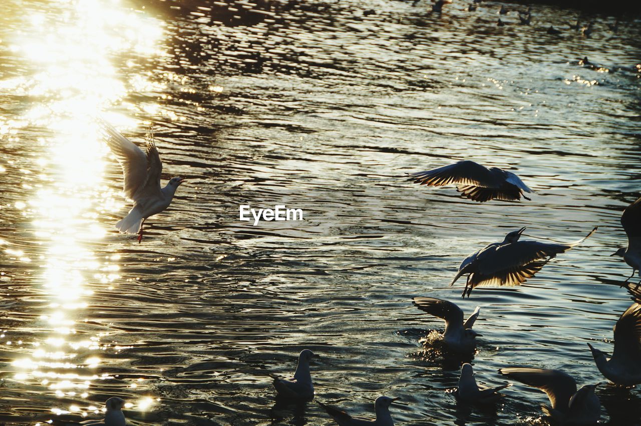 BIRD IN LAKE