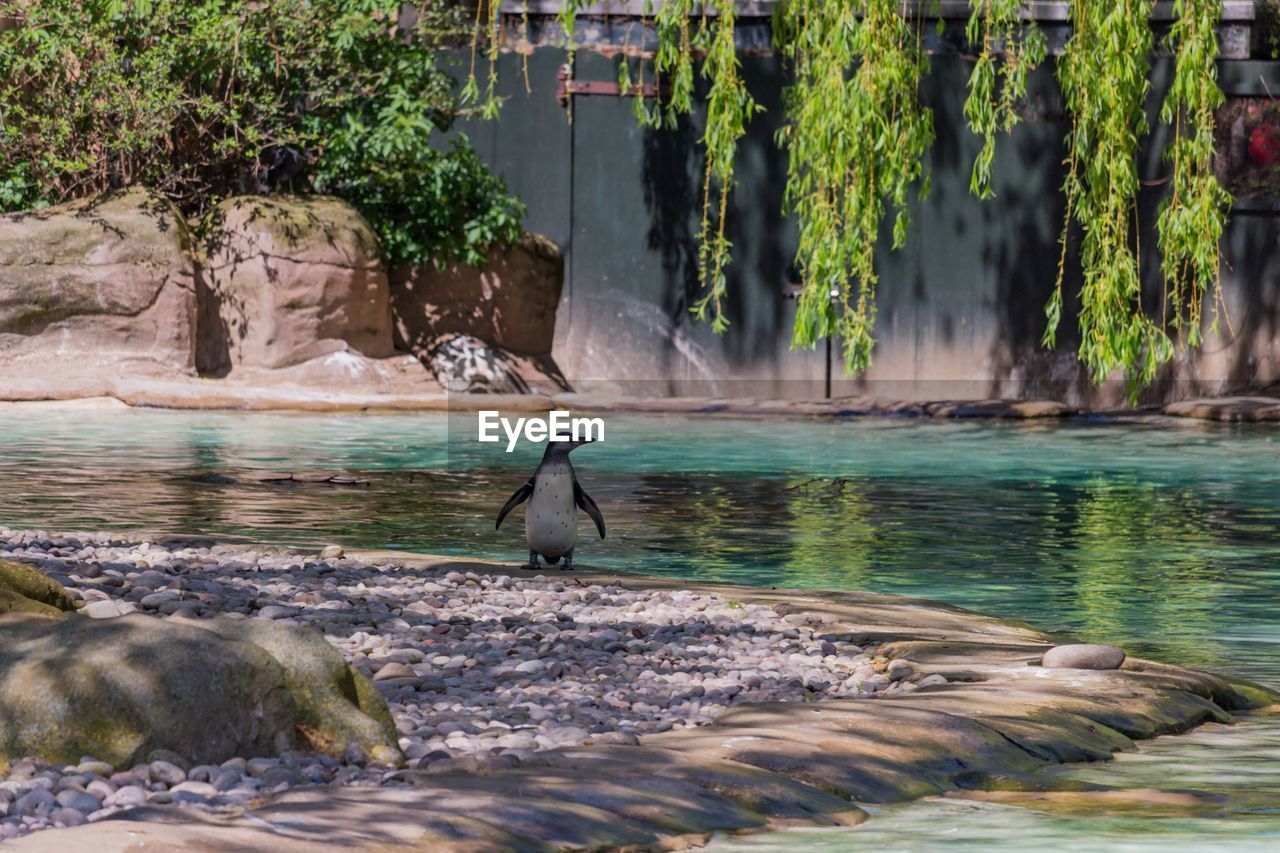 A humboldt penguin at the edge of a pool