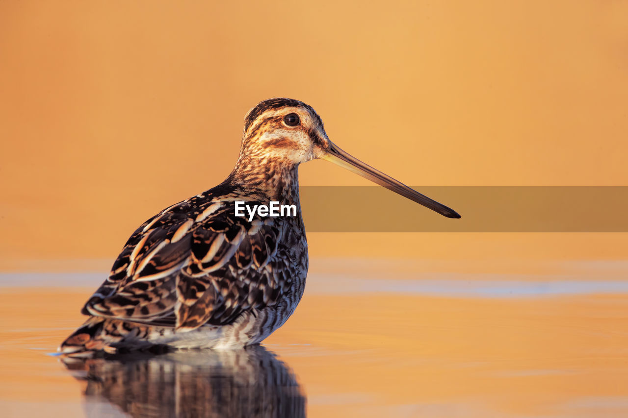 CLOSE-UP OF BIRD PERCHING ON A ORANGE SEA