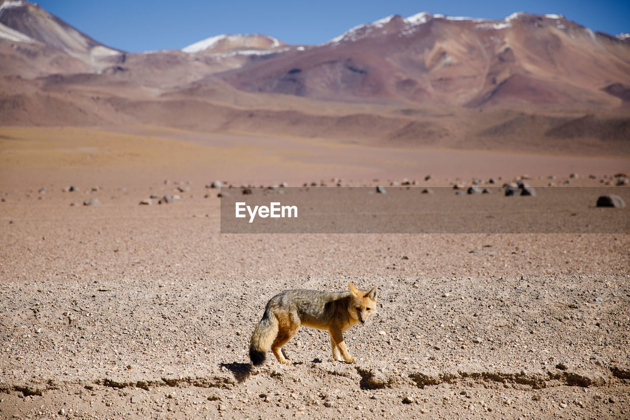 FLOCK OF SHEEP ON A DESERT