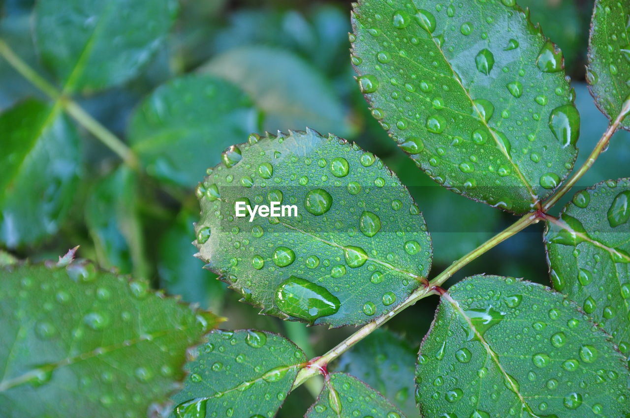 Close-up of wet plant