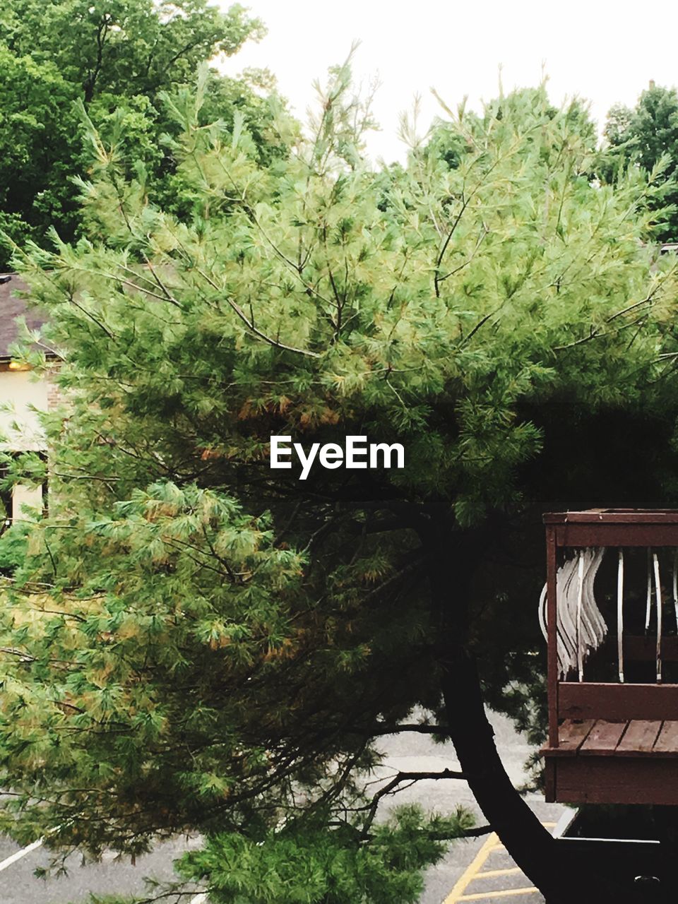 Trees by plants against sky