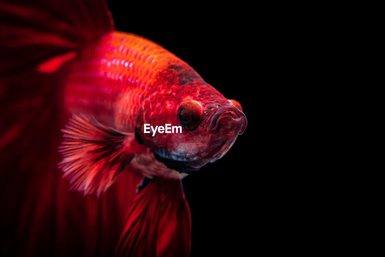 Red siamese fighting fish betta splendens,on black background ,betta fancy koi halfmoon plakat