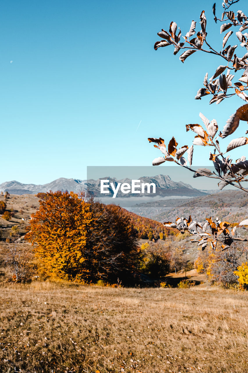 Vertical picture of an autumn landscape in durmitor national park, montenegro.  perfect  wallpaper